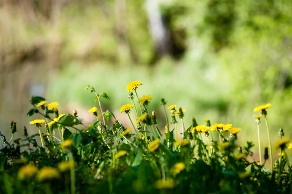 Bos bloemen en bloesems in de lente — Stockfoto