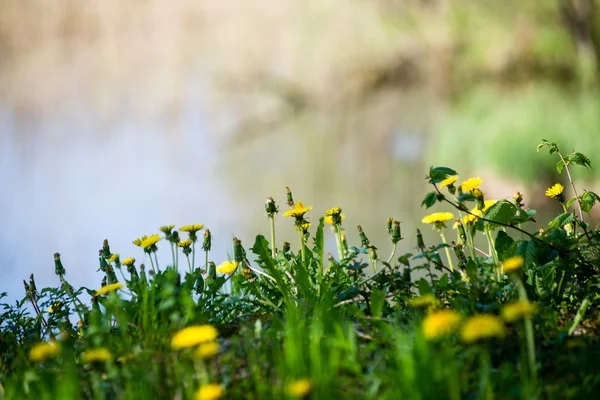 Flores de dente-de-leão e flores na primavera — Fotografia de Stock