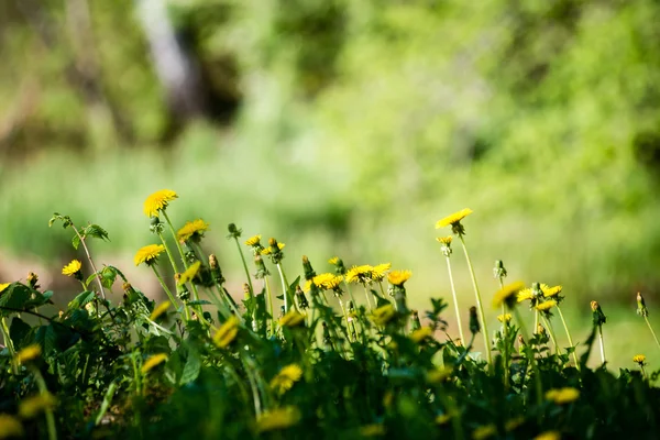 Bos bloemen en bloesems in de lente — Stockfoto