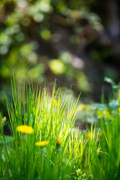 Paardebloem bloemen en bloesems in de lente — Stockfoto