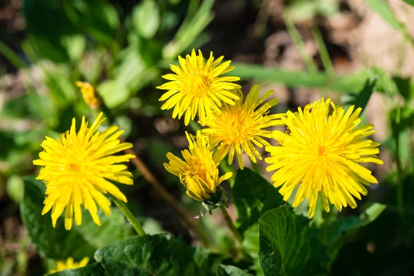 Dandelion flowers and blossoms in spring — Stock Photo, Image