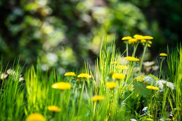 वसंत ऋतूमध्ये दांडेलियन फुले आणि फुले — स्टॉक फोटो, इमेज