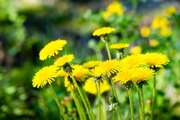 Paardebloem bloemen en bloesems in de lente — Stockfoto