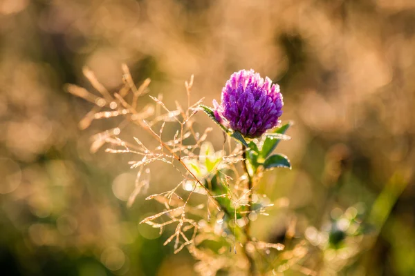 Fiori e fiori della foresta in primavera — Foto Stock