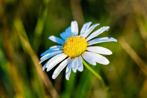 Waldblumen und Blüten im Frühling — Stockfoto