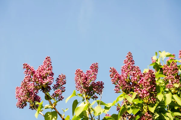 Orman çiçek ve bahar çiçekleri