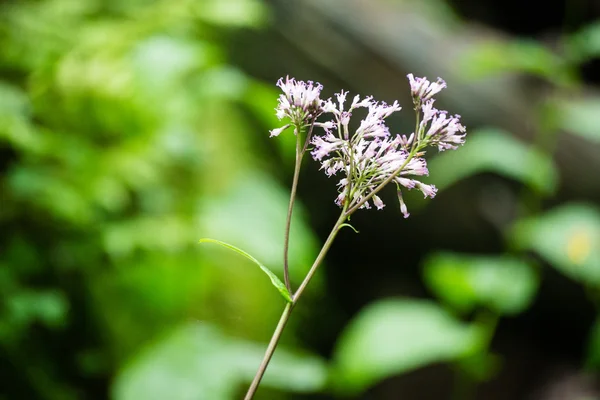 Fleurs et fleurs forestières au printemps — Photo