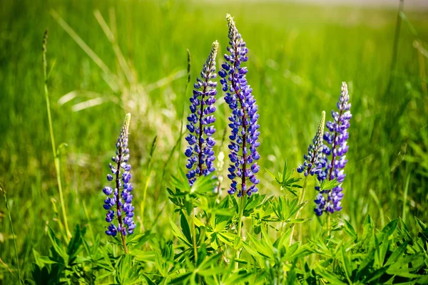 紫罗兰色的森林花草和春天盛开 — 图库照片