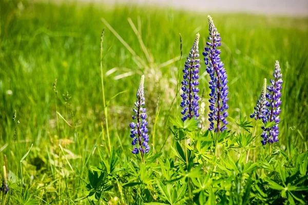 紫林花と春の花 — ストック写真