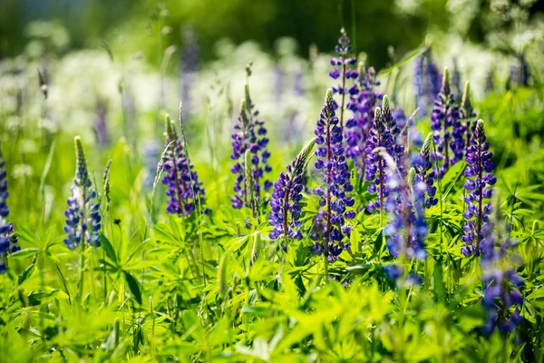 Violet bos bloemen en bloesems in de lente — Stockfoto