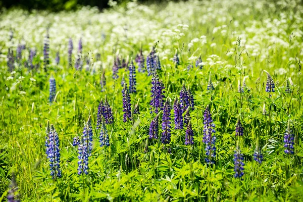 Flores y flores del bosque violeta en primavera — Foto de Stock