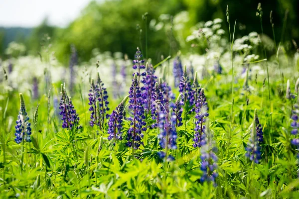 紫林花と春の花 — ストック写真