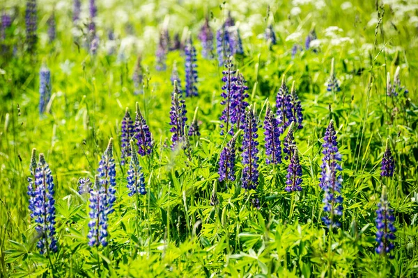 Flores da floresta violeta e flores na primavera — Fotografia de Stock