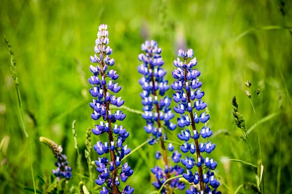 Фіолетові лісові квіти і квіти навесні — стокове фото