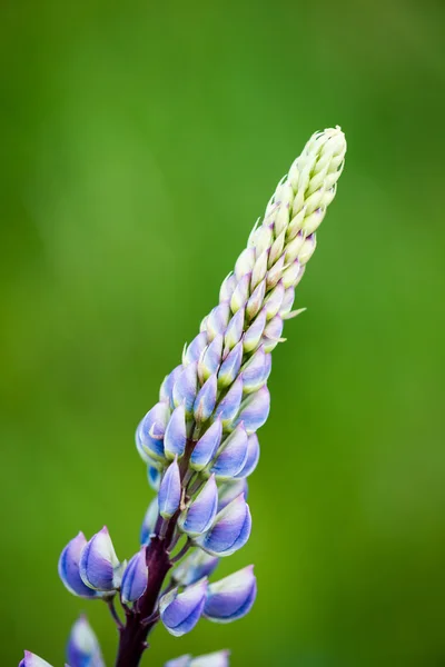 森林花草在春天的花朵 — 图库照片