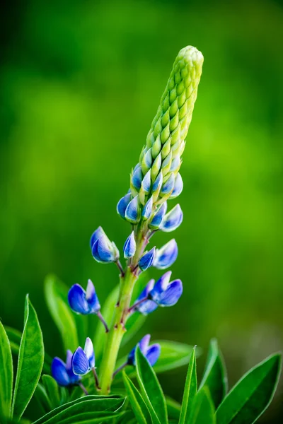 Skogsblommor och blommar under våren — Stockfoto