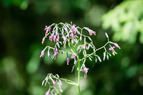 Skogsblommor och blommar under våren — Stockfoto