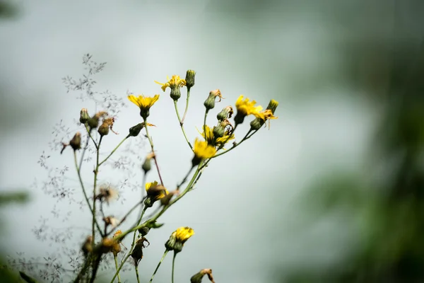 Erdei virágok és tavaszi virágok — Stock Fotó