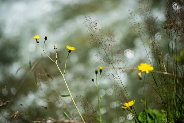 Flores da floresta e flores na primavera — Fotografia de Stock