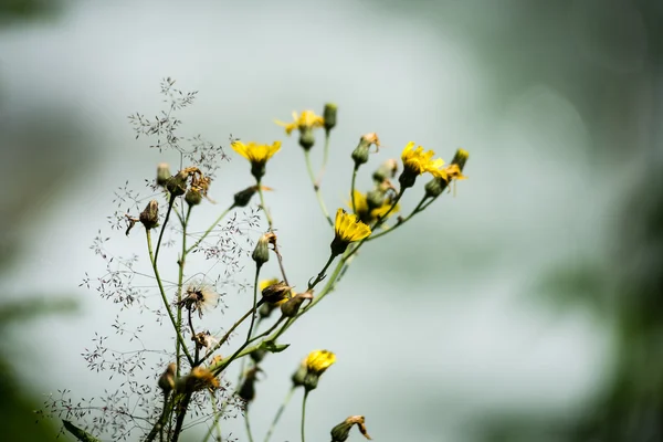 Forest flowers and blossoms in spring — Stock Photo, Image