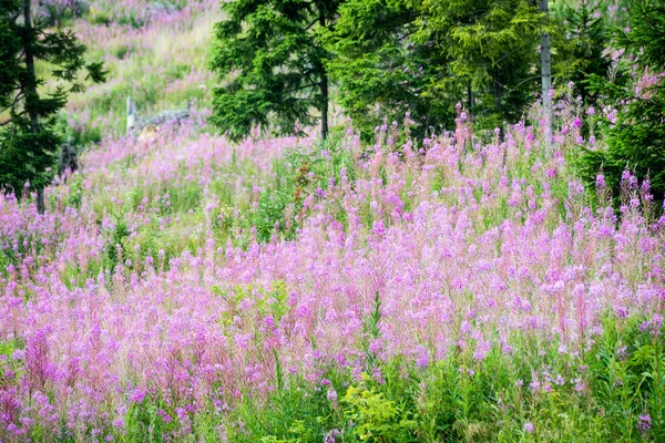 Waldblumen und Blüten im Frühling — Stockfoto