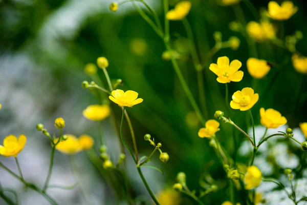 Flores da floresta e flores na primavera — Fotografia de Stock