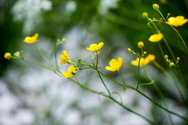 숲의 꽃과 봄 꽃 — 스톡 사진