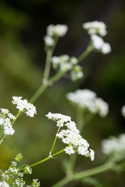 Forest flowers and blossoms in spring — Stock Photo, Image