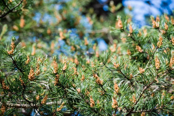 Skogsblommor och blommar under våren — Stockfoto