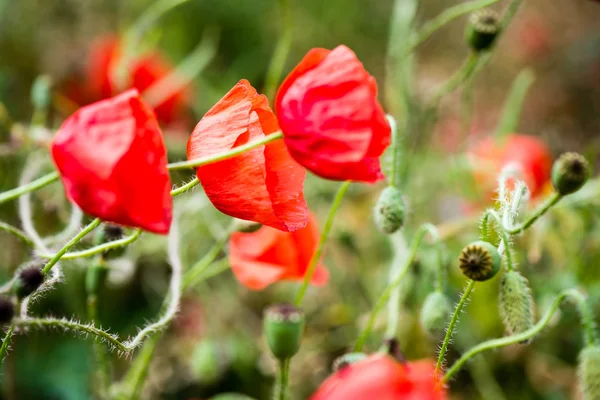 Flores de papoula vermelhas e flores na primavera — Fotografia de Stock