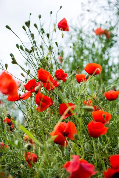 Flores de papoula vermelhas e flores na primavera — Fotografia de Stock