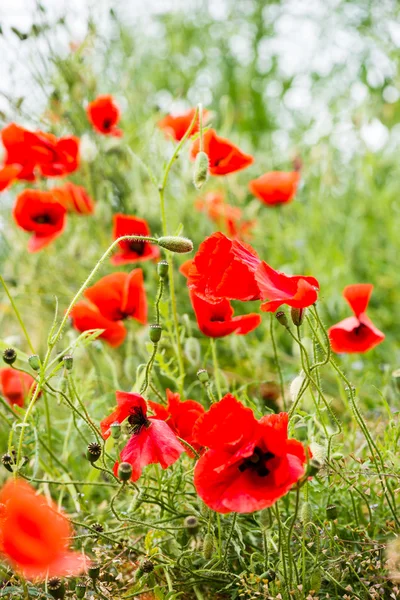 Flores rojas de amapola y flores en primavera —  Fotos de Stock