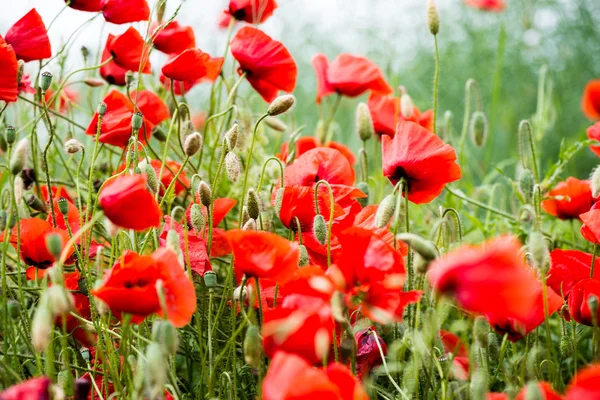 Flores de papoula vermelhas e flores na primavera — Fotografia de Stock