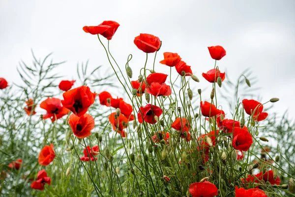 Flores rojas de amapola y flores en primavera —  Fotos de Stock