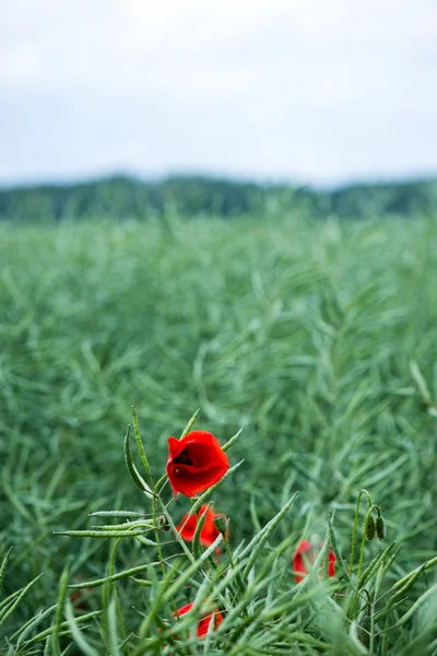 Rode papaver bloemen en bloesems in de lente — Stockfoto