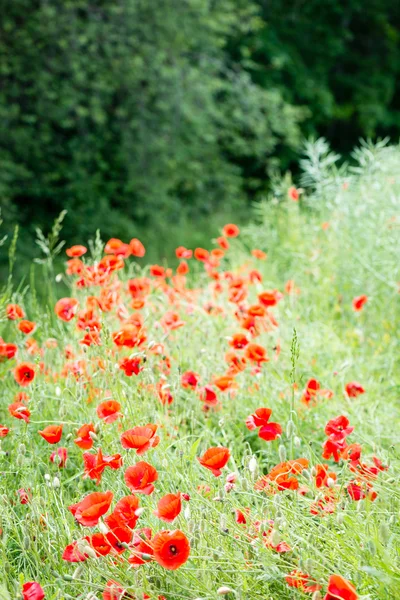 Flores rojas de amapola y flores en primavera —  Fotos de Stock