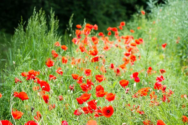 Flores de papoula vermelhas e flores na primavera — Fotografia de Stock