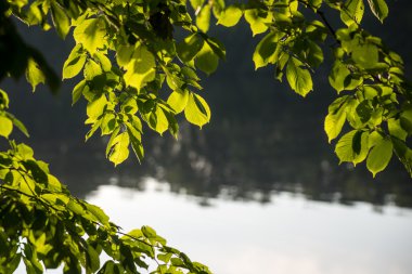 yeşil yaprakları yeşil bush bir yatak üzerinde