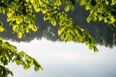 yeşil yaprakları yeşil bush bir yatak üzerinde
