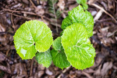 yeşil yaprakları yeşil bush bir yatak üzerinde