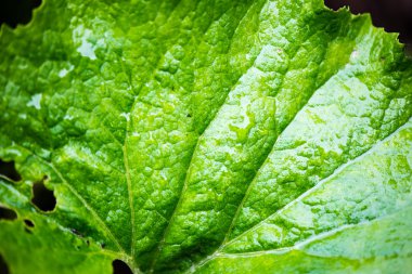 yeşil yaprakları yeşil bush bir yatak üzerinde