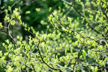 yeşil yaprakları yeşil bush bir yatak üzerinde