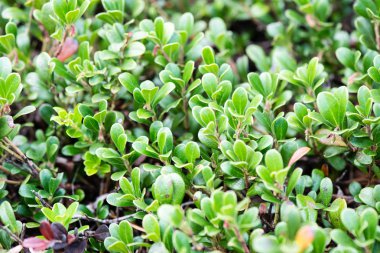 yeşil yaprakları yeşil bush bir yatak üzerinde