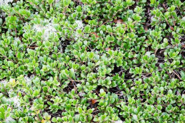 yeşil yaprakları yeşil bush bir yatak üzerinde