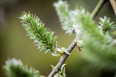 yeşil yaprakları yeşil bush bir yatak üzerinde