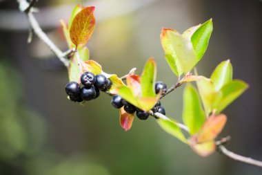 yeşil Bush bir yatakta siyah çilek