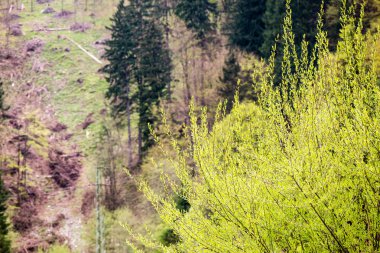 yeşil yaprakları yeşil bush bir yatak üzerinde