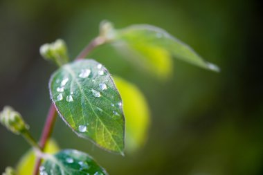 yeşil yaprakları yeşil bush bir yatak üzerinde