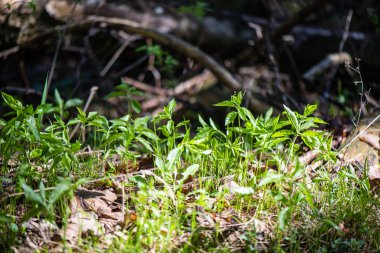 yeşil yaprakları yeşil bush bir yatak üzerinde