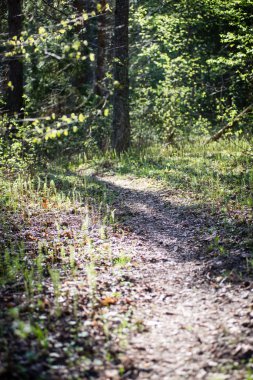 yeşil yaprakları yeşil bush bir yatak üzerinde